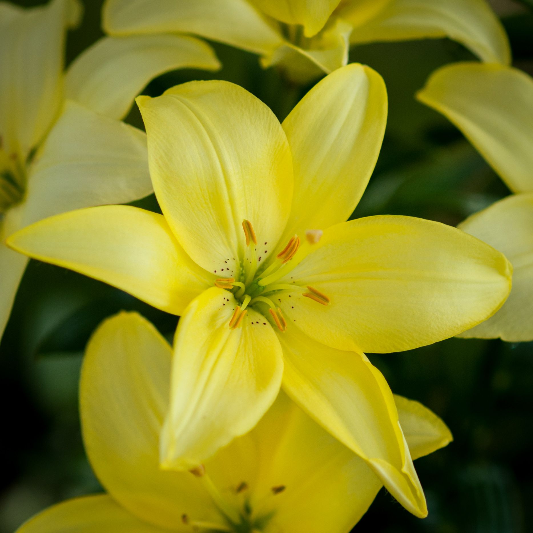 Catalog | Lily Company
